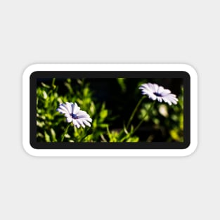 Two white African daisies or Cape Daisies Magnet