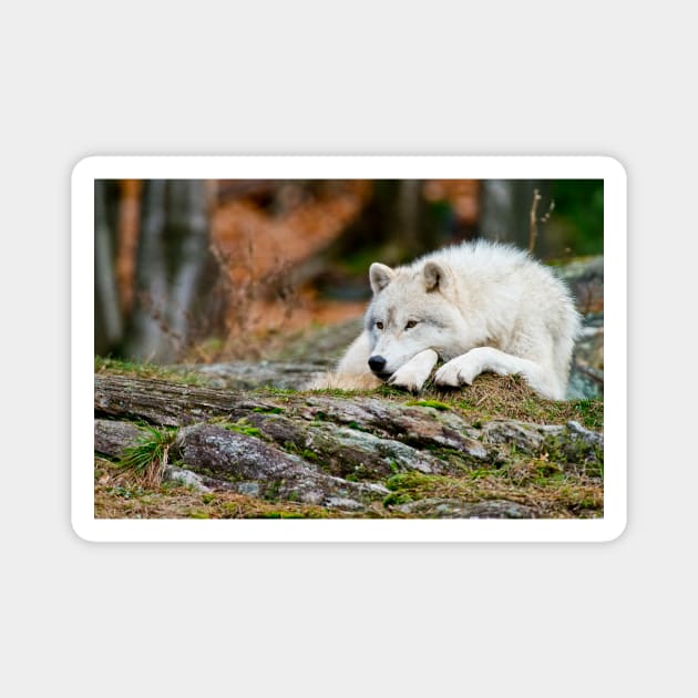 Arctic Wolf Magnet by jaydee1400