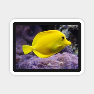 YELLOW REEF FISH IN ALL IT'S GLORY IN THE BLUE OCEAN DESIGN Magnet