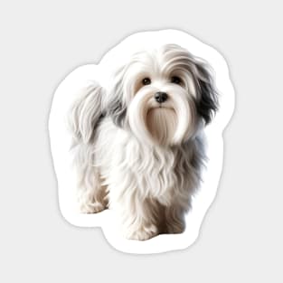 Havanese Magnet
