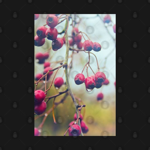 Wet red berries by InspiraImage