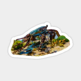 Sally Lightfoot Crab Magnet