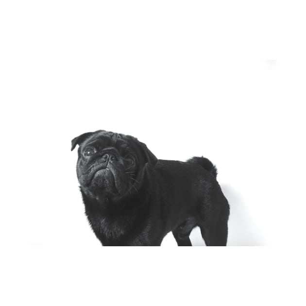 Hugo The black Pug - by jlwilliamsss