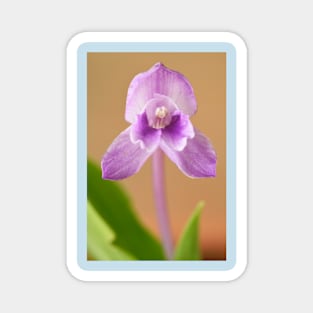 Roscoea alpina Magnet