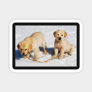 "Golden Retriever Puppies First Winter" Magnet