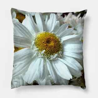 Beautiful white gerbera daisy in focus Pillow