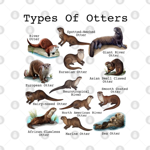 Otters Sea Otter Giant Otter Educational Animal by Studio Hues