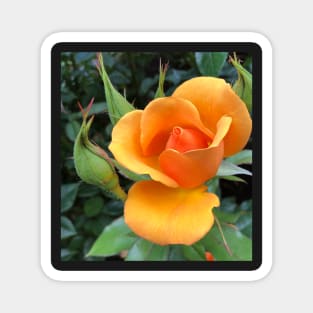 Orange Rose Flower Magnet