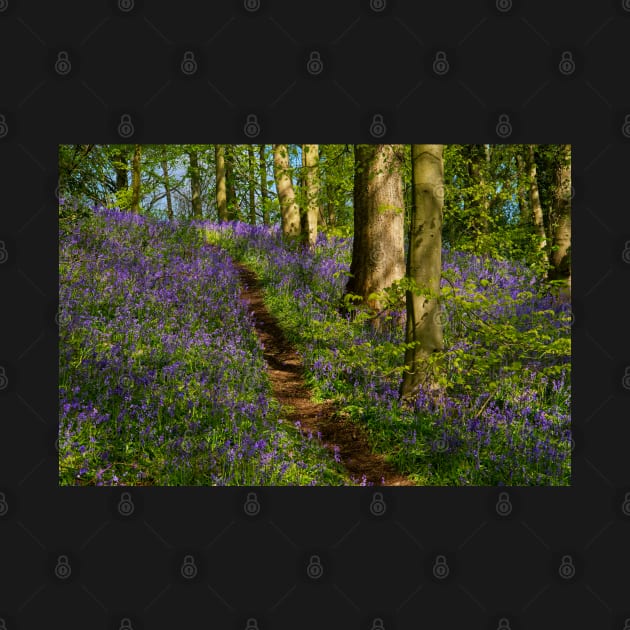 Bluebell Woodland Walk by MartynUK