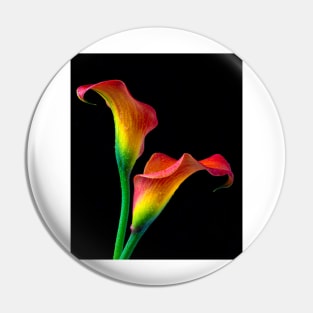 Two Red And Yellow Calla Lillies With Dew Pin