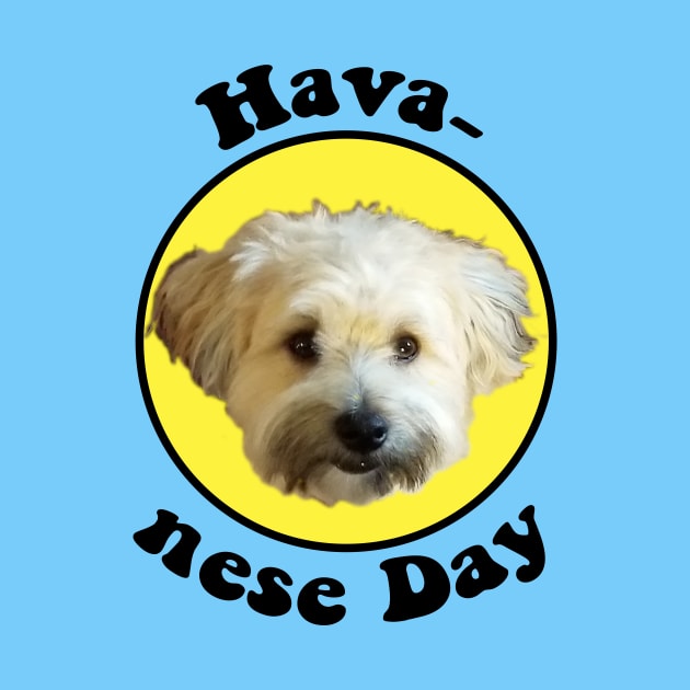 Havanese Day by matthew_greer