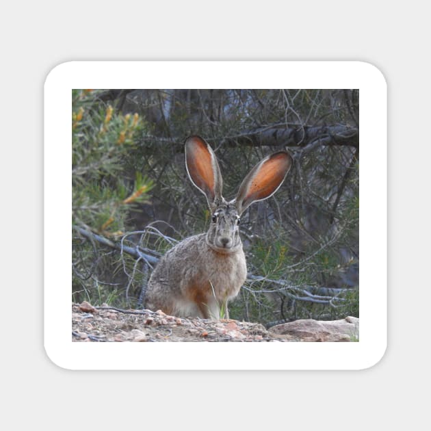 Jackrabbit, rabbit, wildlife, wild animals, Curious Jack Magnet by sandyo2ly