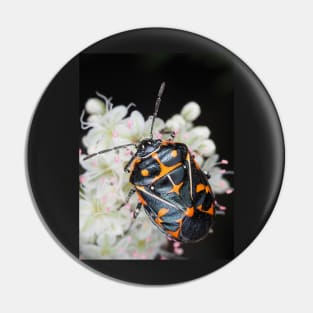 Murgantia histrionica (Harlequin Bug) in Southern California, USA Pin