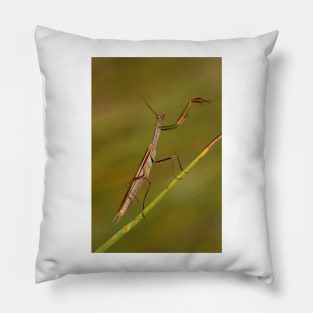 "Lets do the timewarp again" Praying Mantis Pillow