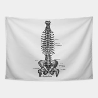 German Rib and Pelvis Diagram - Vintage Anatomy Tapestry