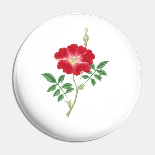 Red rose, painting flower, March to April (ca. 1870–1880) painting Pin