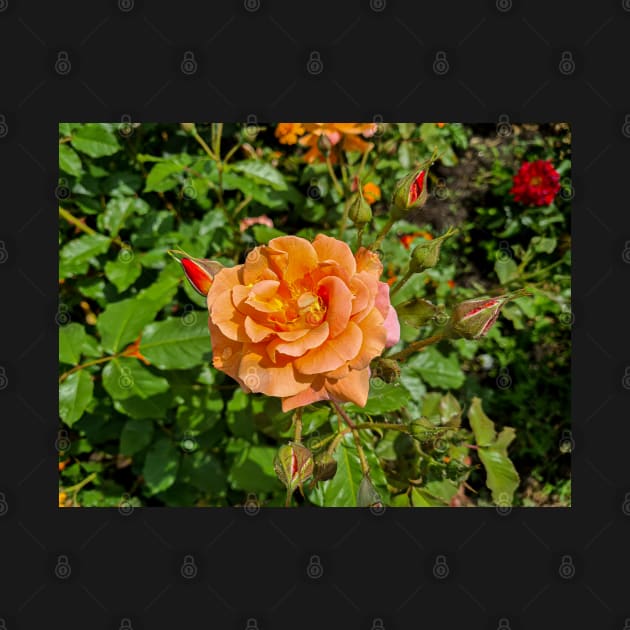 Orange Rose by Photomisak72