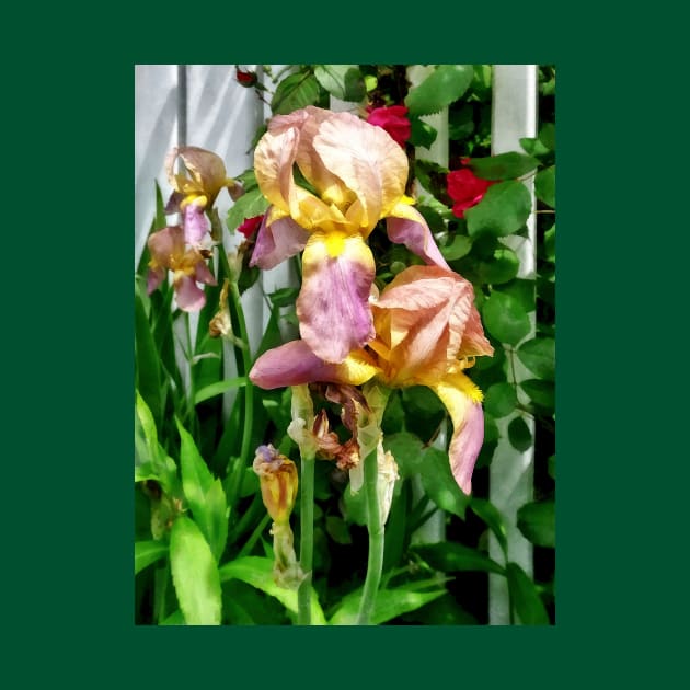 Irises By Picket Fence by SusanSavad