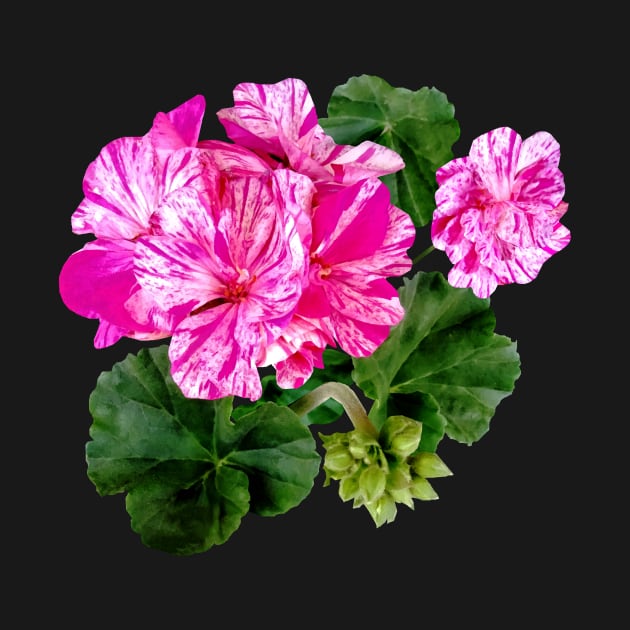 Two Pink and White Striped Geraniums by SusanSavad