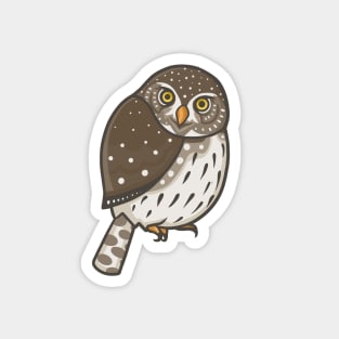 Northern Pygmy Owl Magnet