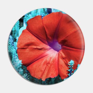 Color edited Morning Glory Pin