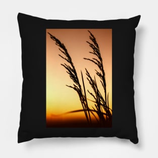 False Oat Grass at Sunset Pillow