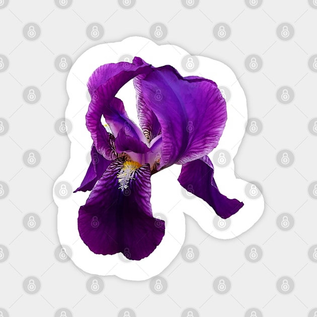 photographic illustration  of flower Iris. Magnet by lisenok