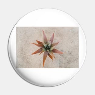 Mexico Succulent Pin