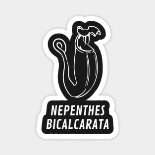 Carnivorous Pitcher Plant Gift Nepenthes Bicalcarata Magnet