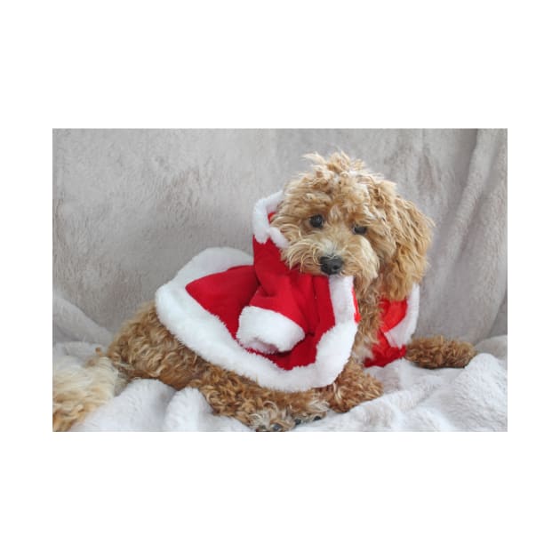 Maltipoo Santa by Furtographic