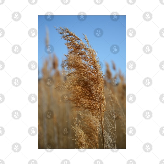 Grass of the Salt Lake by elisewied