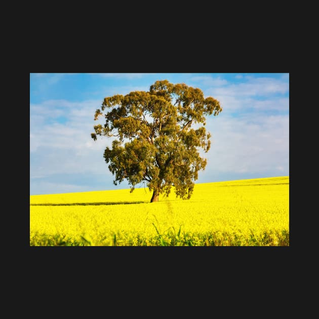 Canola field landscape by dags