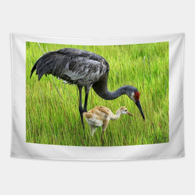 Sandhill crane parent with chick Tapestry by joesaladino