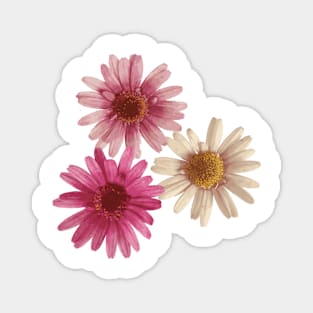 Triple Daisy for Good Luck Magnet