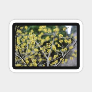 Witch Hazel Magnet