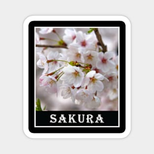 Beautiful Sakura Flower Photography Magnet