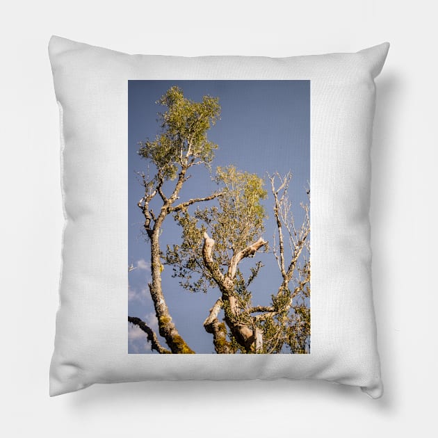 rbs lone tree Pillow by pcfyi