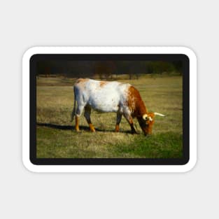 Longhorn Cow Grazing Magnet