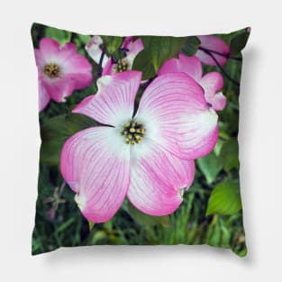 Dogwood Flowers in Spring Pillow