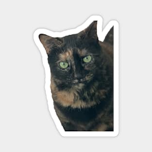 Tortie Closeup Magnet