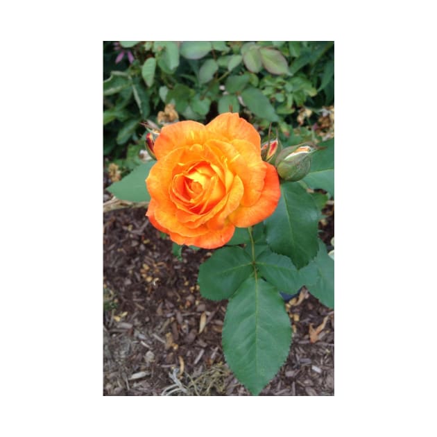 My Favorite Orange Rose by Amanda1775