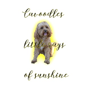 Cavoodles little rays of sunshine T-Shirt