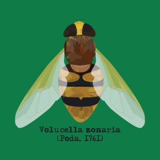 Hornet hoverfly Volucella zonaria. T-Shirt