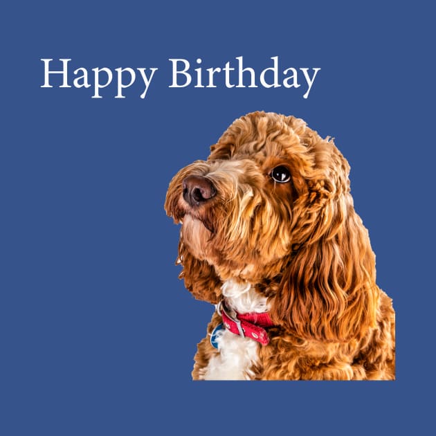 Cockapoo Happy birthday by tommysphotos