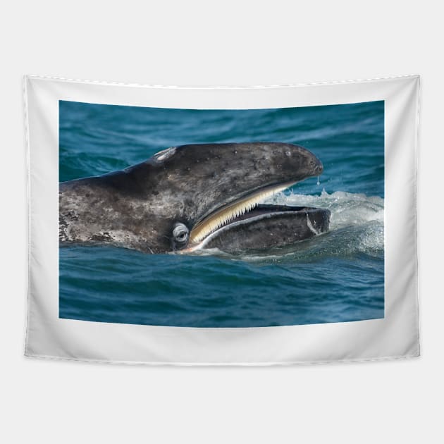 Grey whale (C007/3010) Tapestry by SciencePhoto