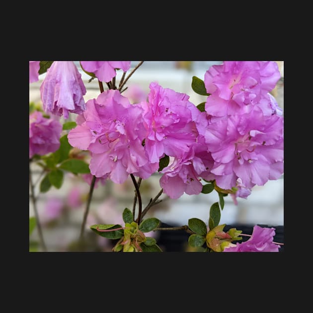 Cluster of Pink  Ruffled Flowers Against Brick Wall 2 by AustaArt