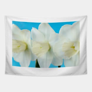 Narcissus  &#39;Misty Glen&#39;  AGM    Division 2 Large-cupped Daffodil Tapestry