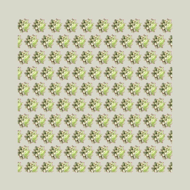 Echeveria Pattern by crumpetsandcrabsticks