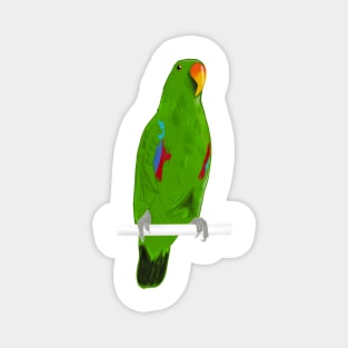 Ekkie Cute Green Eclectus Parrot for parrot lovers Magnet