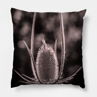 Wild Teasel Pillow